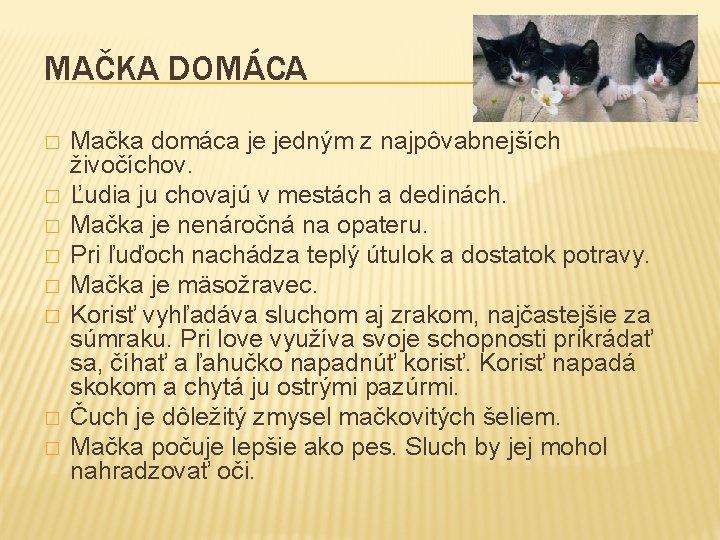 MAČKA DOMÁCA � � � � Mačka domáca je jedným z najpôvabnejších živočíchov. Ľudia