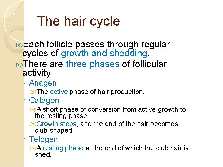 The hair cycle Each follicle passes through regular cycles of growth and shedding. There