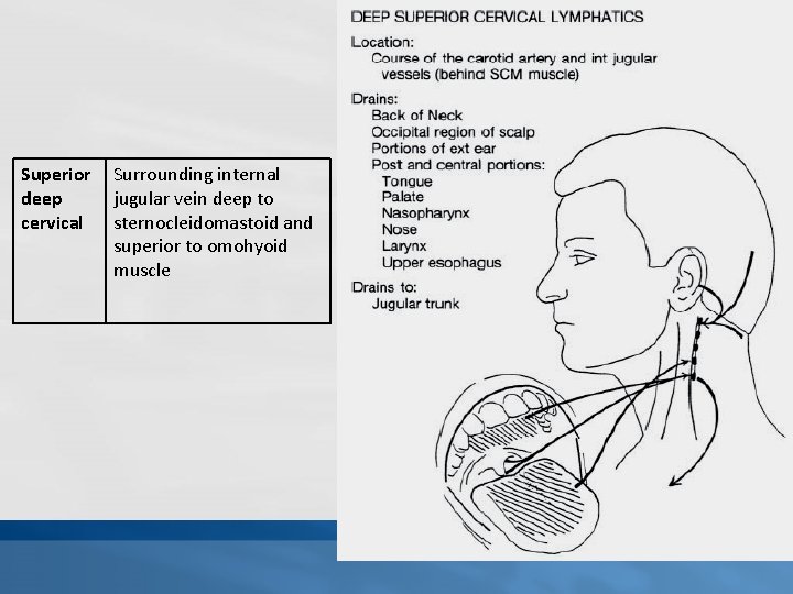 Superior deep cervical Surrounding internal jugular vein deep to sternocleidomastoid and superior to omohyoid