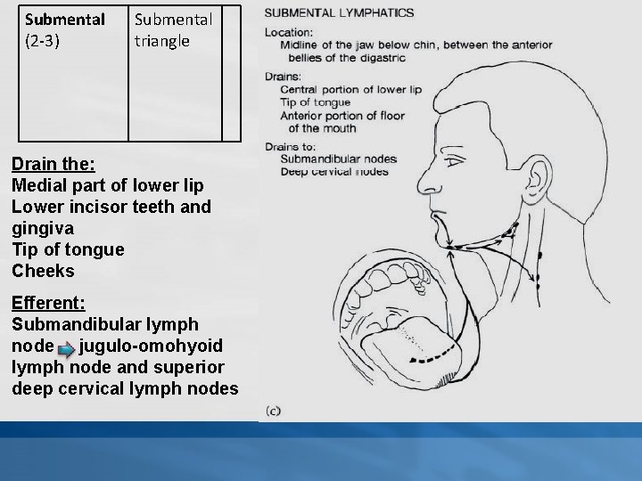 Submental (2 -3) Submental triangle Drain the: Medial part of lower lip Lower incisor