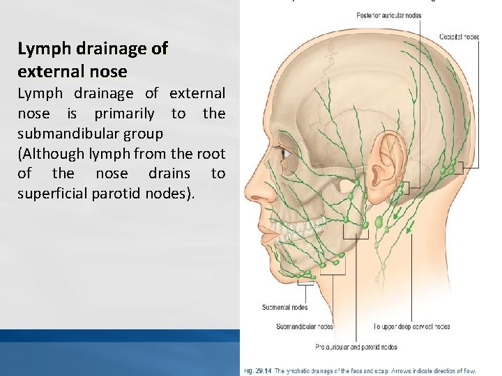 Lymph drainage of external nose is primarily to the submandibular group (Although lymph from
