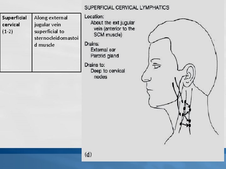 Superficial cervical (1 -2) Along external jugular vein superficial to sternocleidomastoi d muscle 