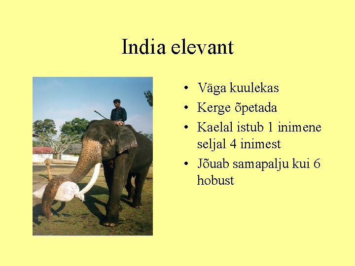 India elevant • Väga kuulekas • Kerge õpetada • Kaelal istub 1 inimene seljal