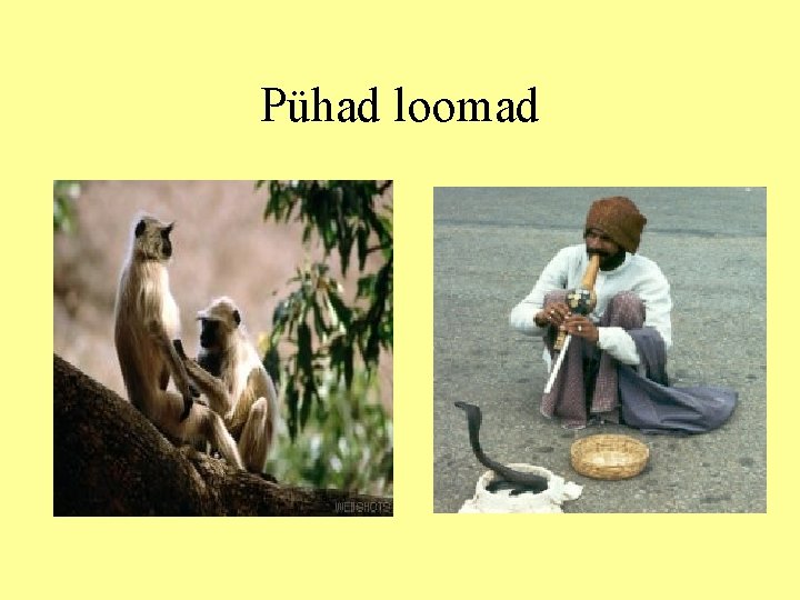 Pühad loomad 