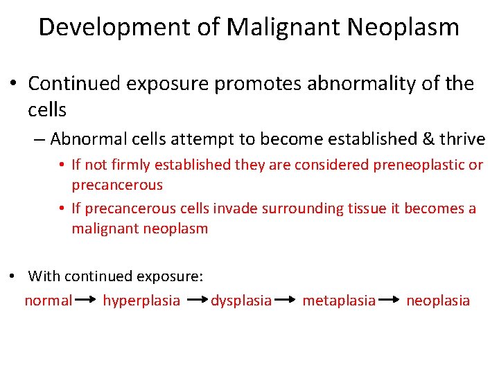 Development of Malignant Neoplasm • Continued exposure promotes abnormality of the cells – Abnormal