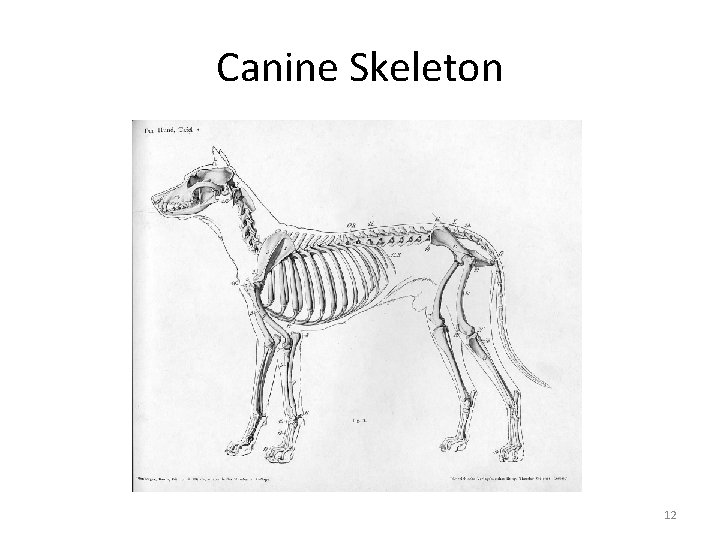Canine Skeleton 12 