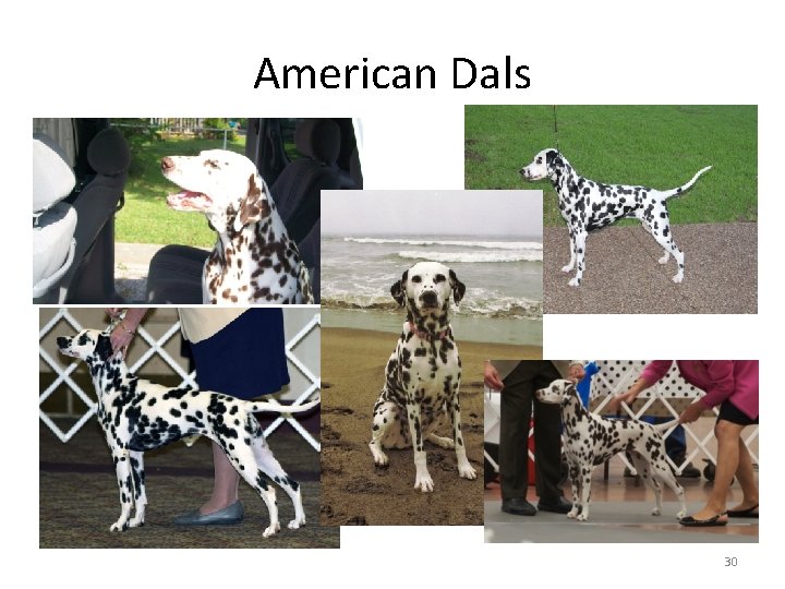 American Dals 30 