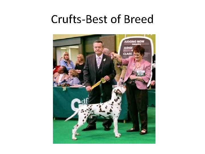 Crufts-Best of Breed 