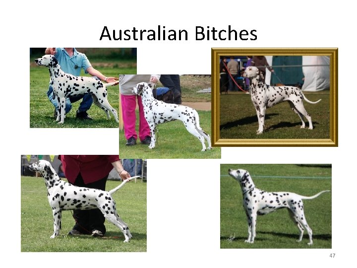 Australian Bitches 47 