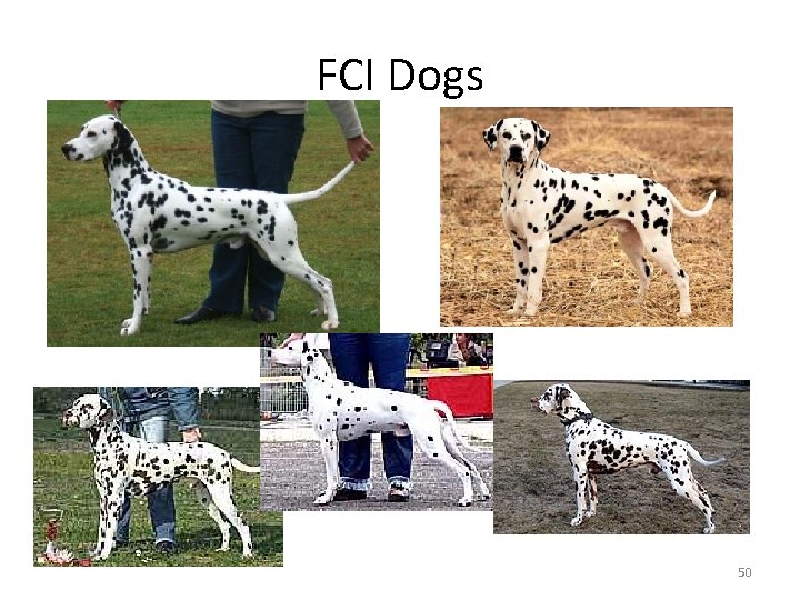 FCI Dogs 50 
