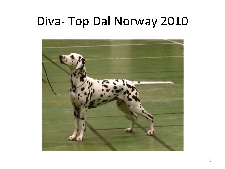 Diva- Top Dal Norway 2010 52 