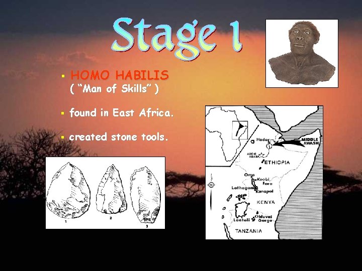 § HOMO HABILIS ( “Man of Skills” ) § found in East Africa. §