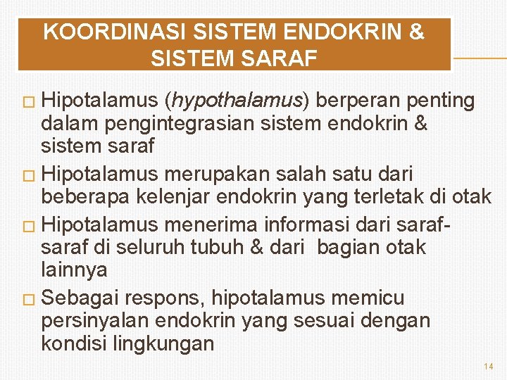 KOORDINASI SISTEM ENDOKRIN & SISTEM SARAF � Hipotalamus (hypothalamus) berperan penting dalam pengintegrasian sistem