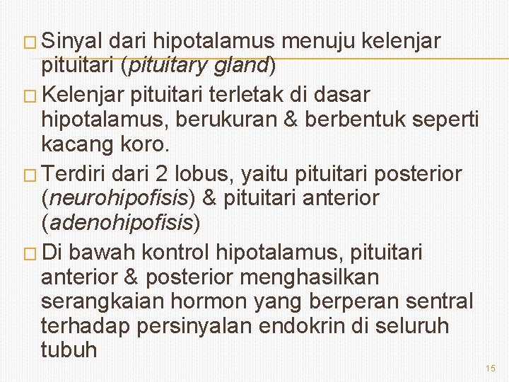 � Sinyal dari hipotalamus menuju kelenjar pituitari (pituitary gland) � Kelenjar pituitari terletak di