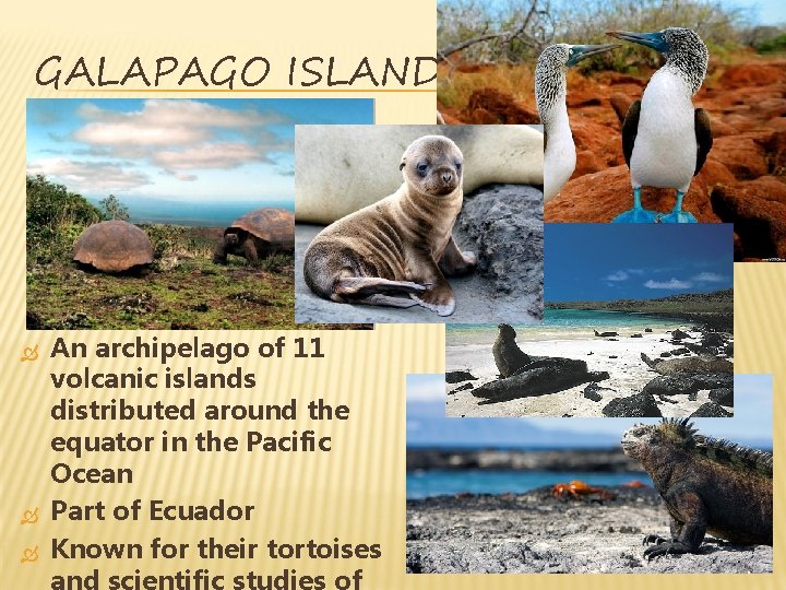 GALAPAGO ISLANDS An archipelago of 11 volcanic islands distributed around the equator in the GALAPAGO ISLANDS An archipelago of 11 volcanic islands distributed around the equator in the