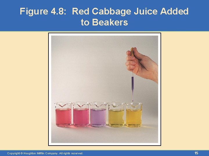 Figure 4. 8: Red Cabbage Juice Added to Beakers Copyright © Houghton Mifflin Company.