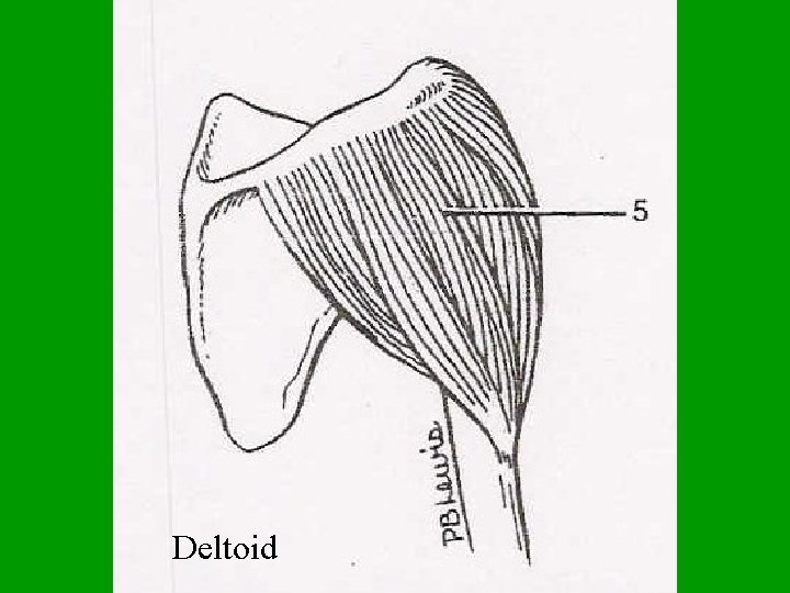 Deltoid 