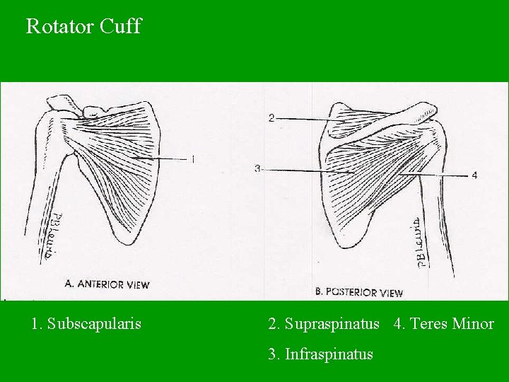 Rotator Cuff 1. Subscapularis 2. Supraspinatus 4. Teres Minor 3. Infraspinatus 