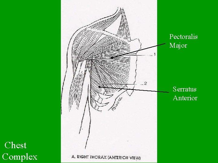 Pectoralis Major Serratus Anterior Chest Complex 