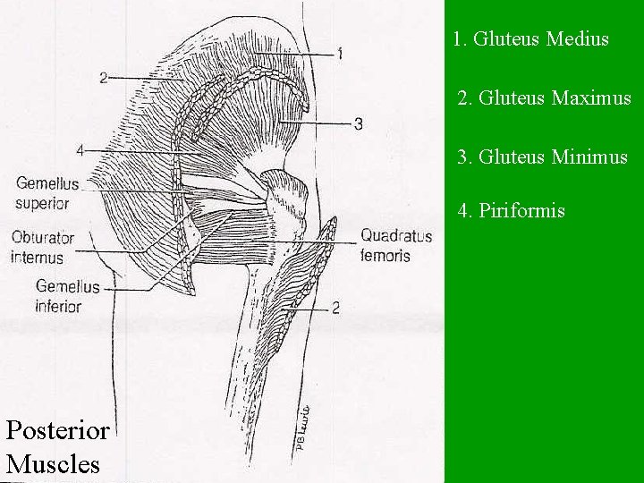 1. Gluteus Medius 2. Gluteus Maximus 3. Gluteus Minimus 4. Piriformis Posterior Muscles 