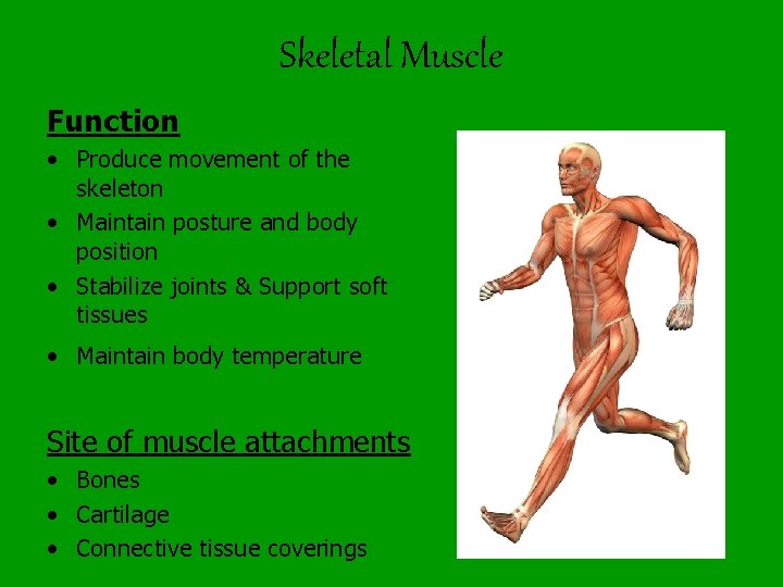 Skeletal Muscle Function • Produce movement of the skeleton • Maintain posture and body