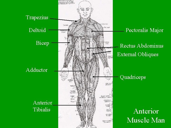 Trapezius Deltoid Bicep Pectoralis Major Rectus Abdominus External Obliques Adductor Quadriceps Anterior Tibialis Anterior