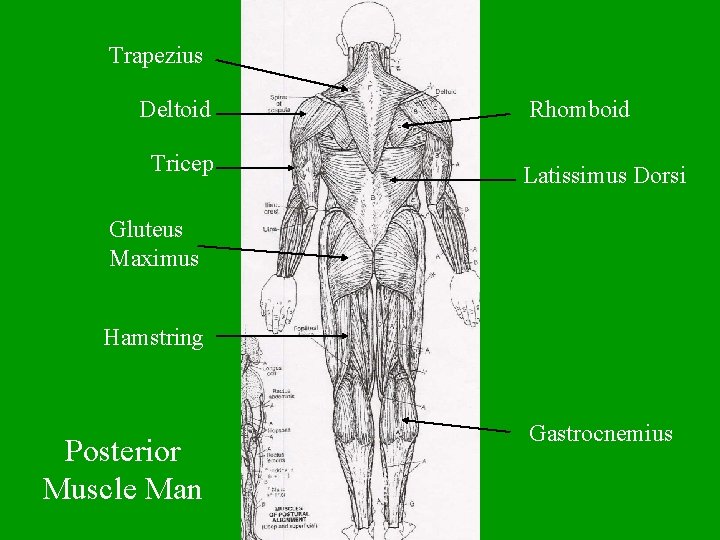 Trapezius Deltoid Tricep Rhomboid Latissimus Dorsi Gluteus Maximus Hamstring Posterior Muscle Man Gastrocnemius 
