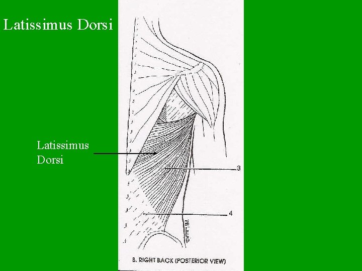 Latissimus Dorsi 