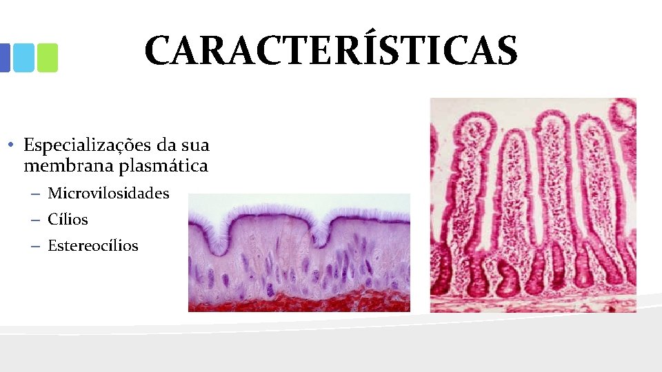 CARACTERÍSTICAS • Especializações da sua membrana plasmática – Microvilosidades – Cílios – Estereocílios 