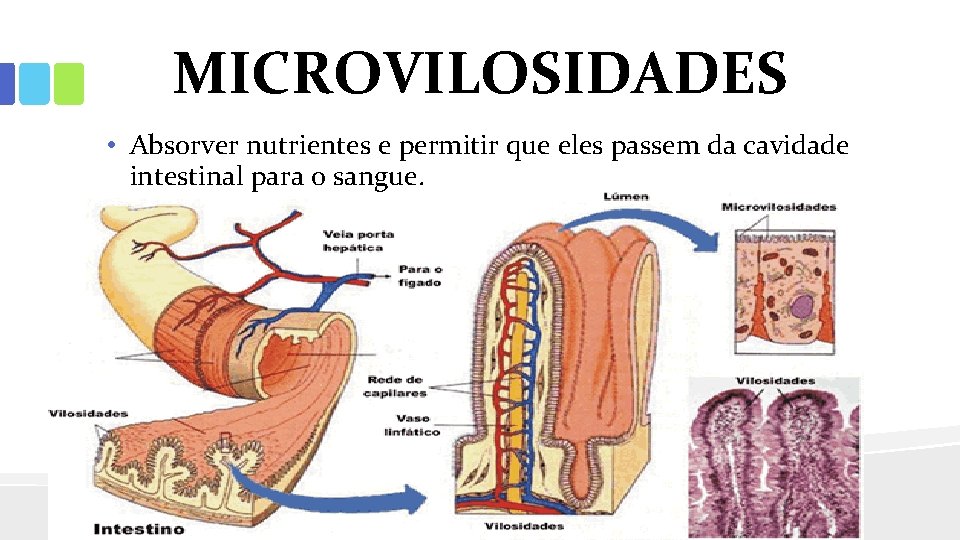 MICROVILOSIDADES • Absorver nutrientes e permitir que eles passem da cavidade intestinal para o