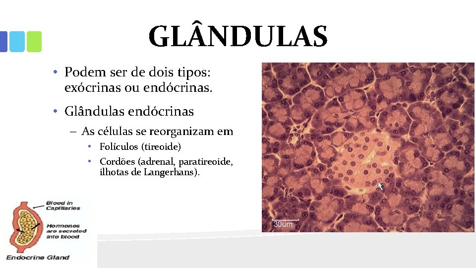 GL NDULAS • Podem ser de dois tipos: exócrinas ou endócrinas. • Glândulas endócrinas
