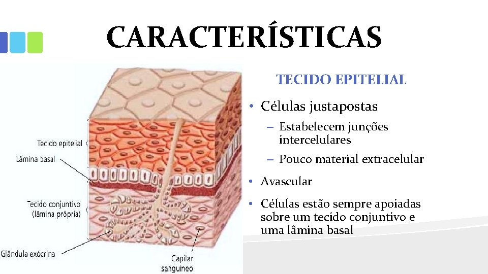 CARACTERÍSTICAS TECIDO EPITELIAL • Células justapostas – Estabelecem junções intercelulares – Pouco material extracelular
