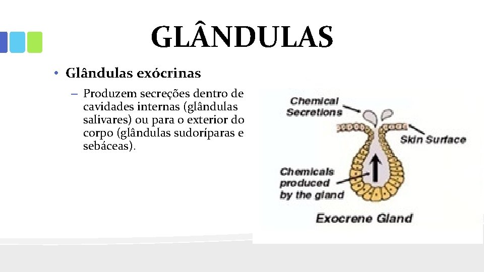 GL NDULAS • Glândulas exócrinas – Produzem secreções dentro de cavidades internas (glândulas salivares)