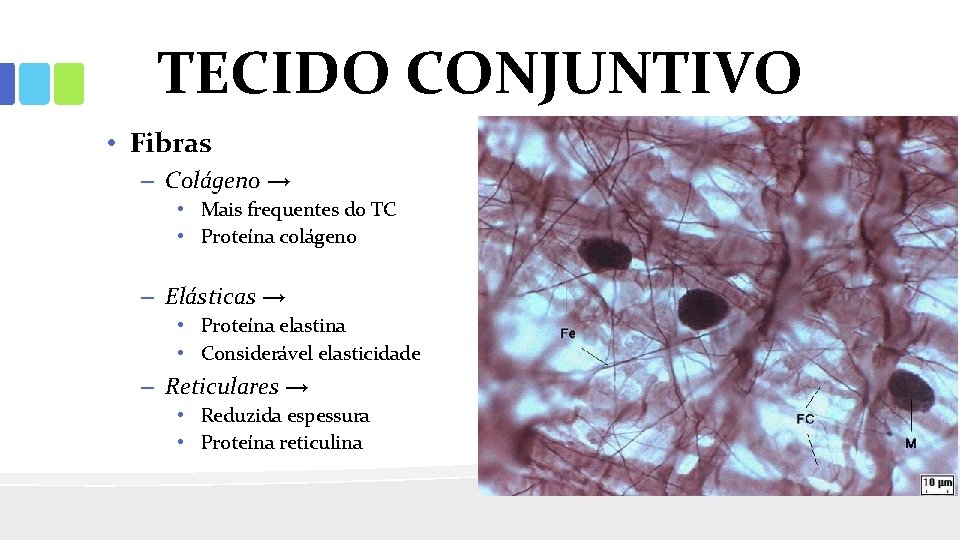 TECIDO CONJUNTIVO • Fibras – Colágeno → • Mais frequentes do TC • Proteína