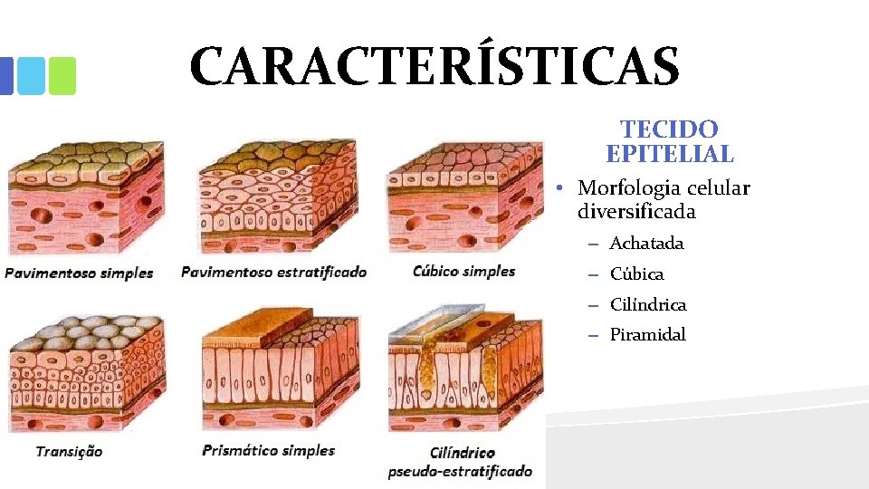 CARACTERÍSTICAS TECIDO EPITELIAL • Morfologia celular diversificada – Achatada – Cúbica – Cilíndrica –