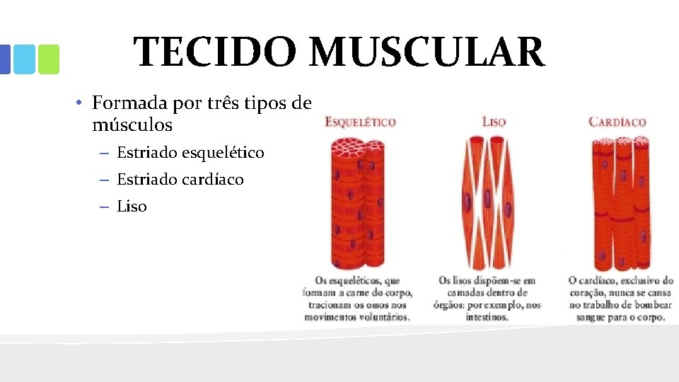 TECIDO MUSCULAR • Formada por três tipos de músculos – Estriado esquelético – Estriado