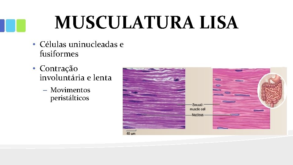 MUSCULATURA LISA • Células uninucleadas e fusiformes • Contração involuntária e lenta – Movimentos