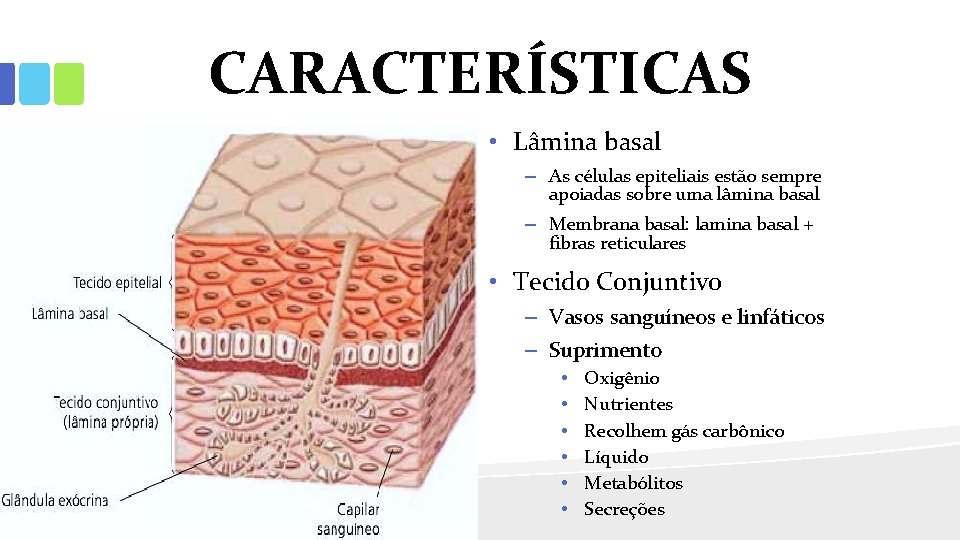 CARACTERÍSTICAS • Lâmina basal – As células epiteliais estão sempre apoiadas sobre uma lâmina