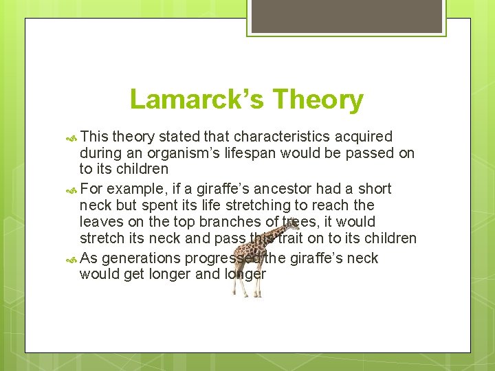 Lamarck’s Theory This theory stated that characteristics acquired during an organism’s lifespan would be