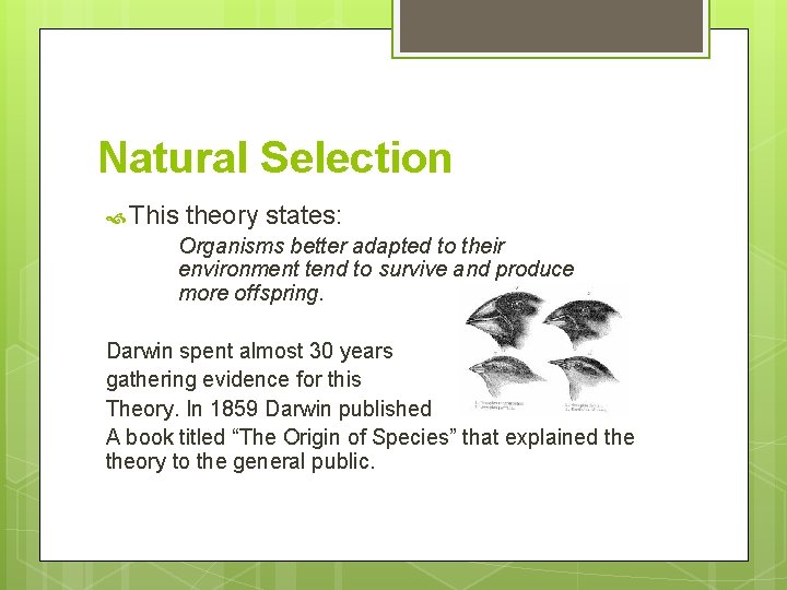 Natural Selection This theory states: Organisms better adapted to their environment tend to survive