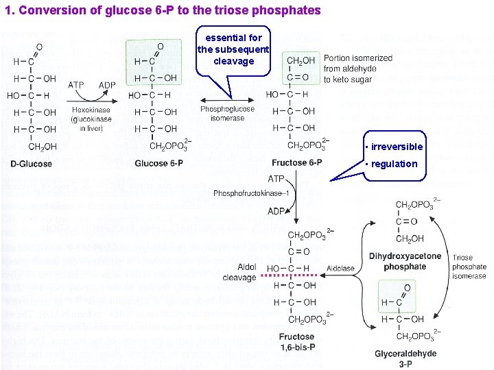 1. Conversion of glucose 6 -P to the triose phosphates essential for the subsequent