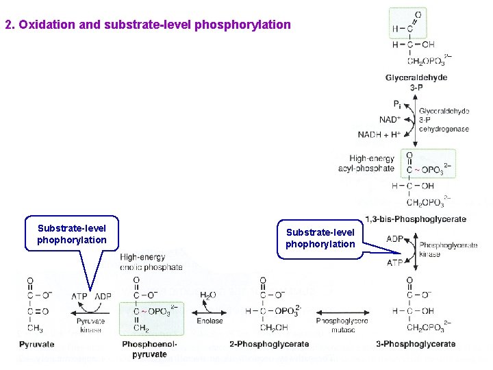 2. Oxidation and substrate-level phosphorylation Substrate-level phophorylation 