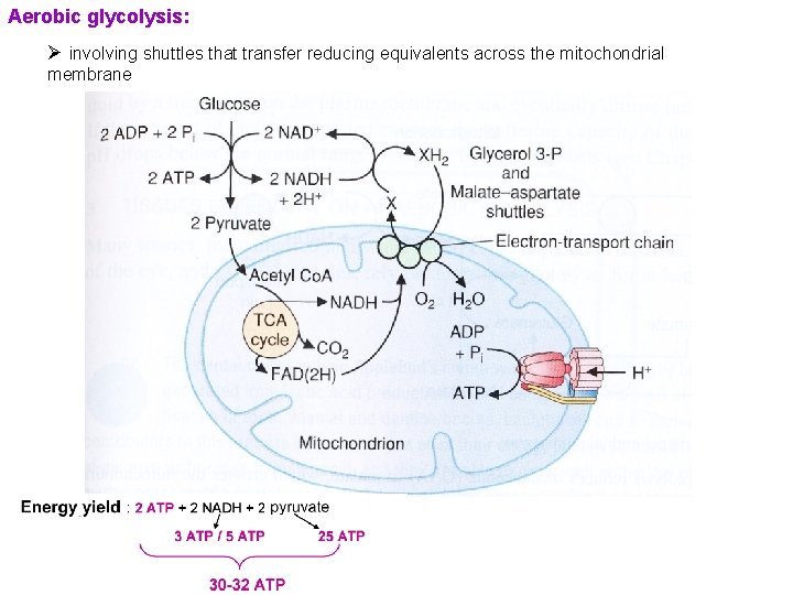 Aerobic glycolysis: Ø involving shuttles that transfer reducing equivalents across the mitochondrial membrane 
