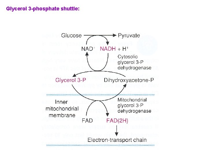 Glycerol 3 -phosphate shuttle: 