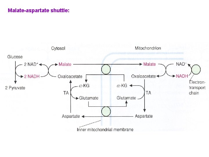 Malate-aspartate shuttle: 