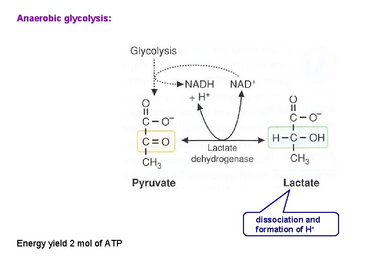 Anaerobic glycolysis: dissociation and formation of H+ Energy yield 2 mol of ATP 