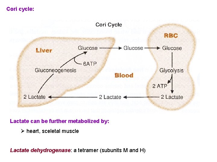 Cori cycle: Lactate can be further metabolized by: Ø heart, sceletal muscle Lactate dehydrogenase: