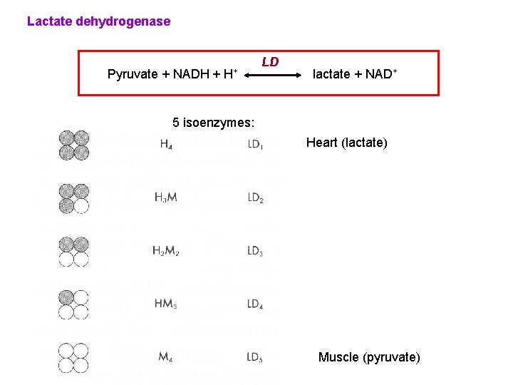 Lactate dehydrogenase Pyruvate + NADH + H+ LD lactate + NAD+ 5 isoenzymes: Heart