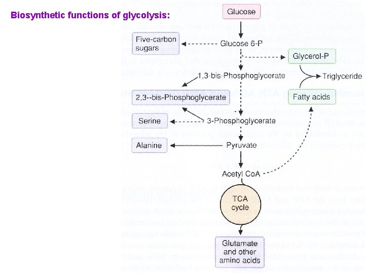 Biosynthetic functions of glycolysis: 