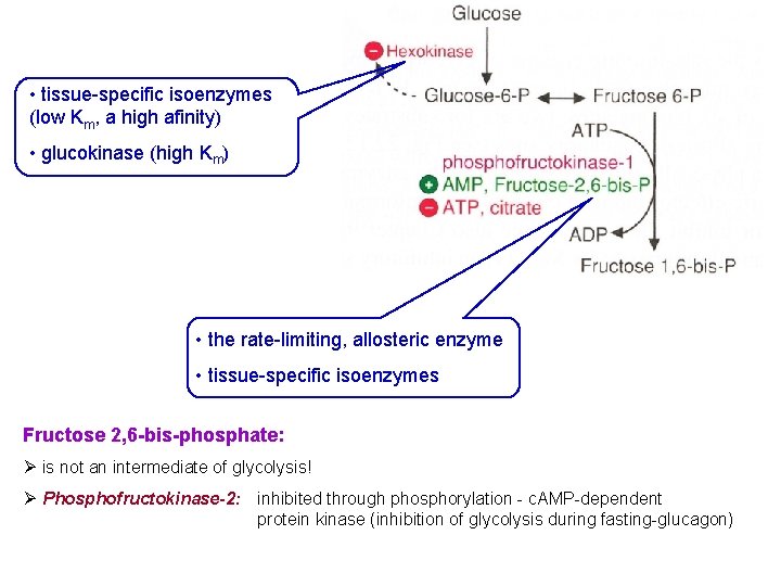  • tissue-specific isoenzymes (low Km, a high afinity) • glucokinase (high Km) •